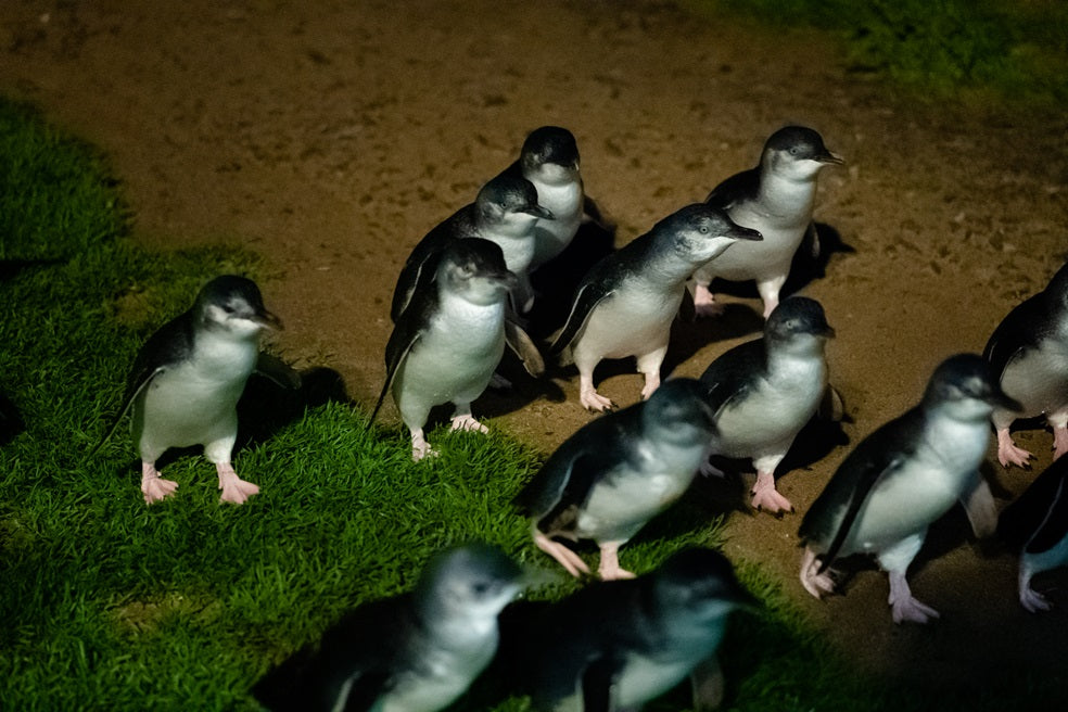 Small Group Philip Island Express Penguin & Wallaby spoting - Max 13 people