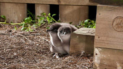 Small Group Philip Island Express Penguin & Wallaby spoting - Max 13 people