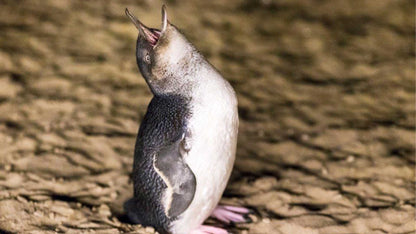 Small Group Philip Island Express Penguin & Wallaby spoting - Max 13 people