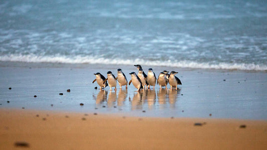 Small Group Philip Island Express Penguin & Wallaby spoting - Max 13 people