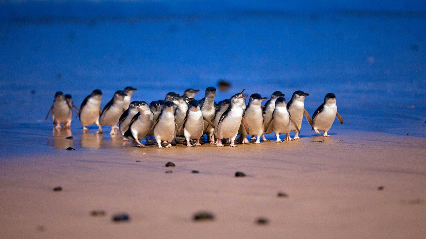 Small Group Philip Island Express Penguin & Wallaby spoting - Max 13 people