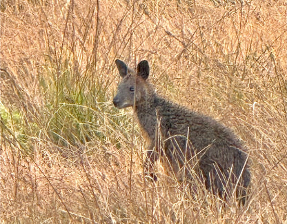 Small Group Philip Island Express Penguin & Wallaby spoting - Max 13 people