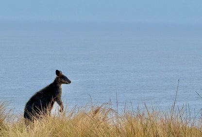 Small Group Philip Island Express Penguin & Wallaby spoting - Max 13 people